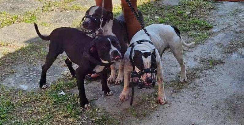 Cachorros pitbulls que atacaram escritora em Saquarema - fotos G1