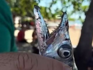 Banhistas são atacados por cardume de peixe-espada em Rio das Ostras; sete ficam feridos