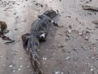 Jacaré é resgatado na Praia de Unamar e devolvido ao habitat natural