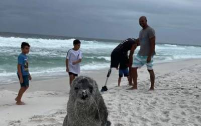 Lobo-Marinho antártico faz parada Inusitada na Praia de Figueira, em Arraial do Cabo