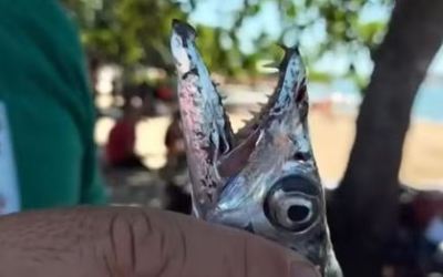 Banhistas são atacados por cardume de peixe-espada em Rio das Ostras; sete ficam feridos