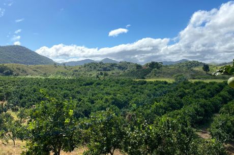 Deputados Propõem Projeto para Designar Tanguá como Capital Nacional da Laranja